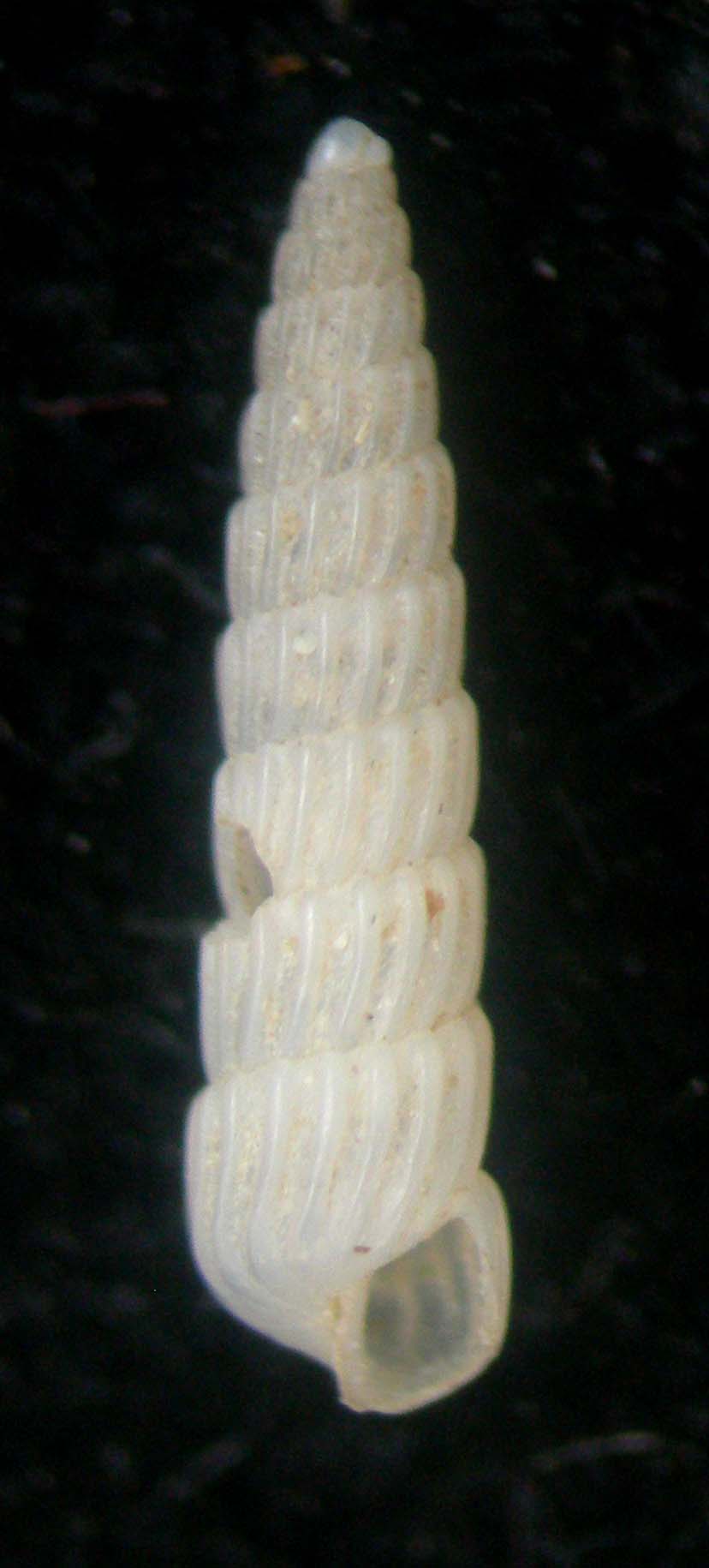 turbonilla